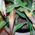 Чому дракоена сухі кінці листя, інші захворювання дракена з фотографіями та їх лікування